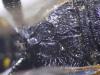 Ectemnius lapidarius